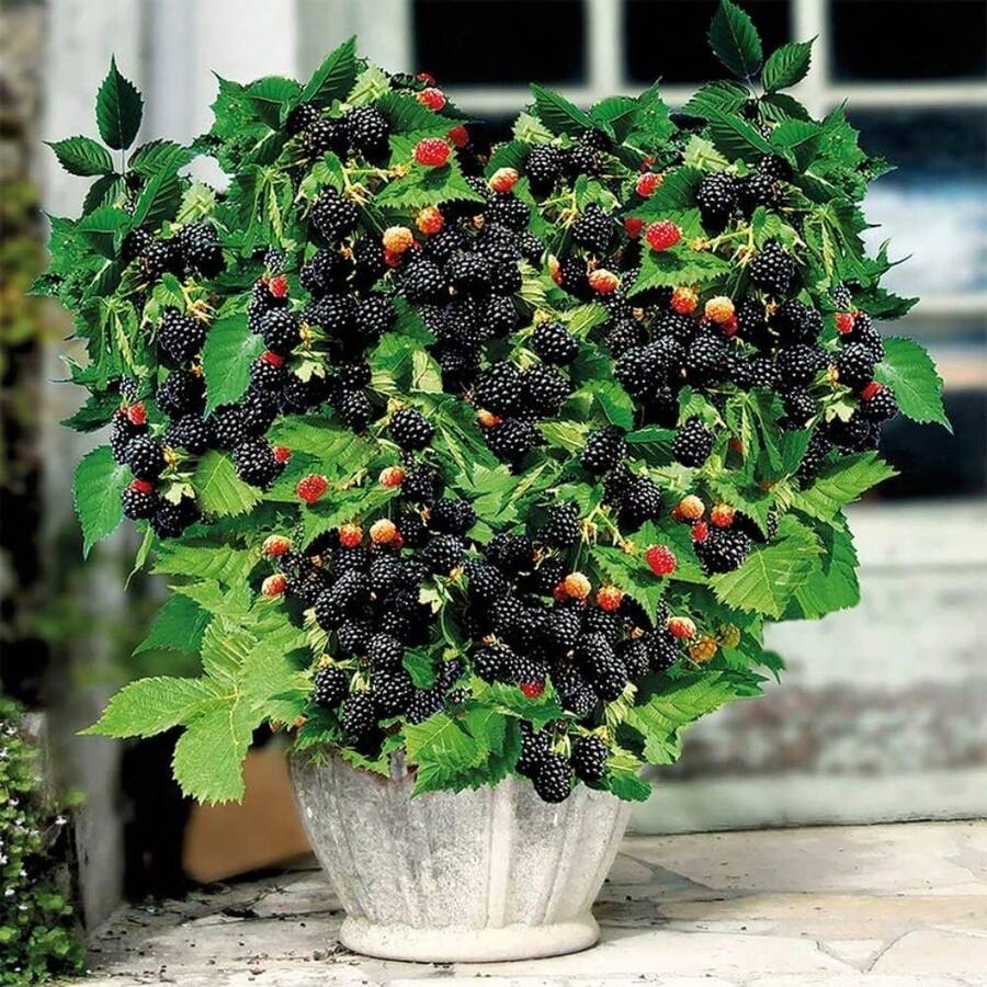 Premium Blackberry Rubus Fruticosus Garden Seeds - 200seeds  Nutritious, High Yield, Fast-Growing, Non-Gmo Heirloom Blackberry Seeds For , Flavorful Fruits - 200 hạt giống - Xem 1