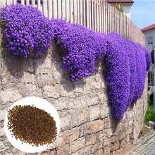 1000Pcs/Bag Flower Seeds Living Viable Mini P - 100 - Xem 1