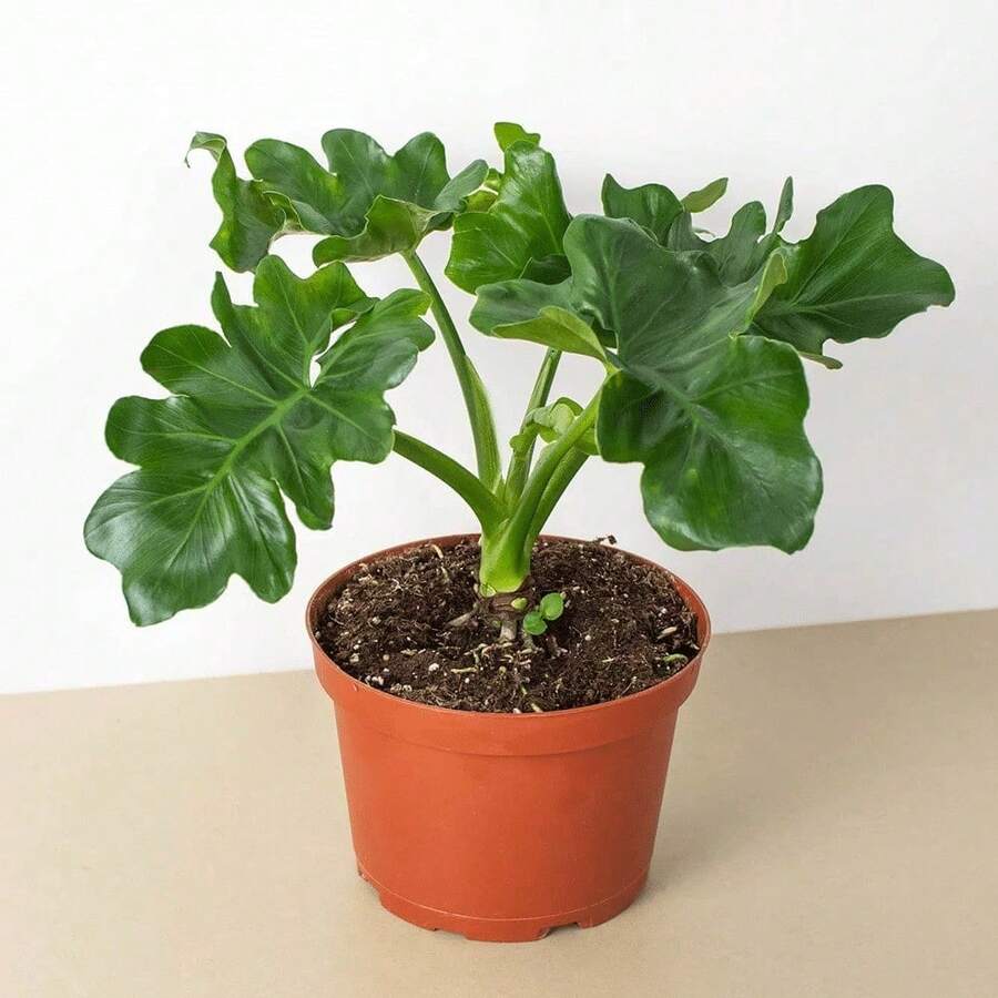 100 Rare Philodron Superatomic Seeds - Authentic Home Plant Decorations - Perfect For Home Decorations And A Choice For Plant Lovers - 100 mặt hàng - Xem 1