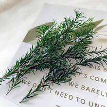 Green-melaleuca Gold