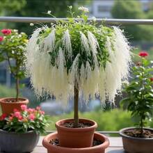 100 Tassel Saplings, Flower Seeds, Green Plants Are Fragrant In All Seasons, Indoor And Outdoor Balconies And Courtyards Are Good For Mosquito Repellent - 100 - 查看 9