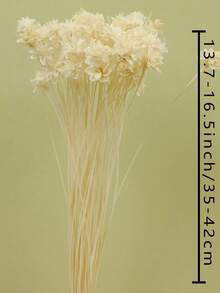 15/30/60 piezas de pequeñas flores silvestres secas, manzanilla seca, flores secas para arreglos florales, materiales DIY para ramos, decoración del hogar y de bodas - Verde - Ver 5