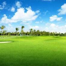 Oasis Bermuda Grass Seeds - A Warm-Season, High-Flow, Heat-Resistant, Drought-Tolerant, Low-Maintenance, And Fast-Growing Turf Grass, Suitable For Football Fields And Lawns, Ideal For Sunny Regions, With A High Coverage Rate Of 500 Seeds - Multicolor - View 2