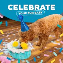 Outward Hound Hide A Birthday Cake, Plush Puzzle Birthday Themed Dog Toy - Squirrel - View 16