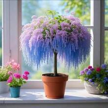 100 Tassel Saplings, Flower Seeds, Green Plants Are Fragrant In All Seasons, Indoor And Outdoor Balconies And Courtyards Are Good For Mosquito Repellent - 100 - 查看 7