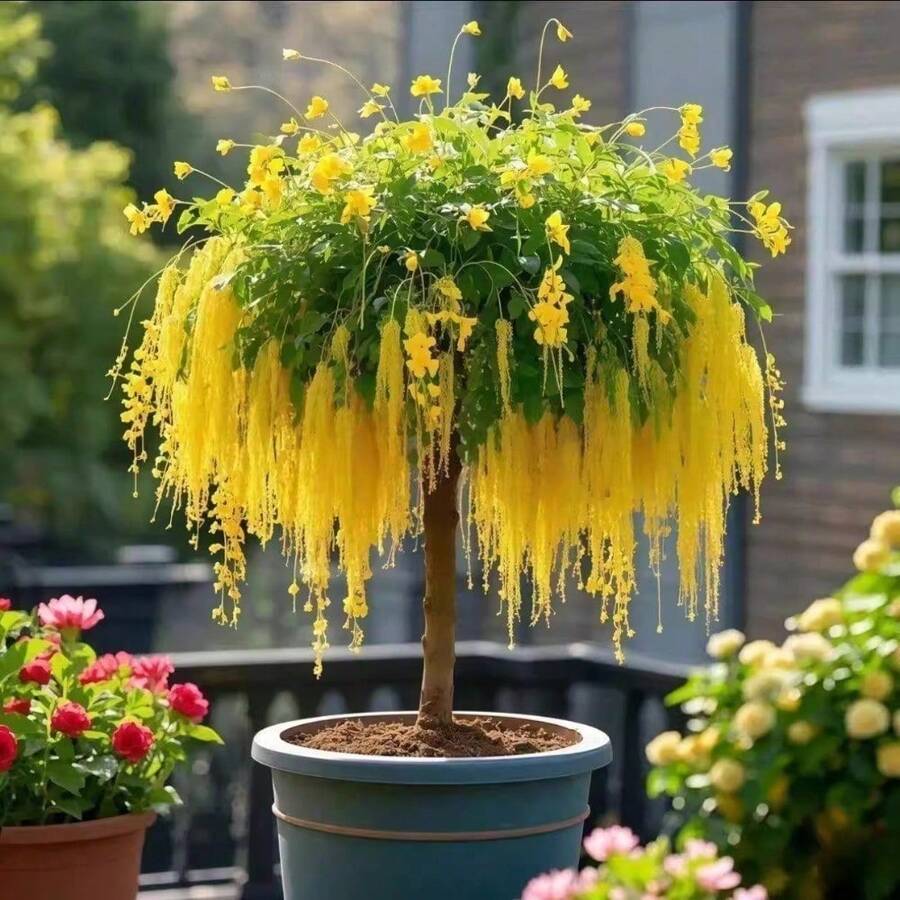 100 Tassel Saplings, Flower Seeds, Green Plants Are Fragrant In All Seasons, Indoor And Outdoor Balconies And Courtyards Are Good For Mosquito Repellent - 100 - 查看 1