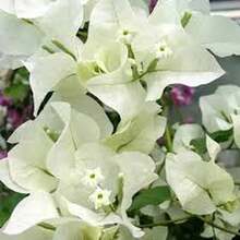 "Semillas de Buganvilla Blanca Nieve 100 unidades Ideal para Jardinería Decorativa y Regalos de Primavera de Fácil Cuidado y Floración Abundante  " - Multicolor - Ver 9