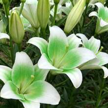 Live Plants - 100 piezas/semilla - Ver 3