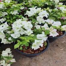 "Semillas de Buganvilla Blanca Nieve 100 unidades Ideal para Jardinería Decorativa y Regalos de Primavera de Fácil Cuidado y Floración Abundante  " - Multicolor - Ver 11