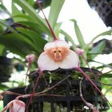 " BIG GARDEN Raras Semillas de Orquídea con Rostro: 100 Unidades de la Asombrosa Cara de Mono, para Jardineros Audaces " - Multicolor - Ver 8