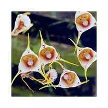 " BIG GARDEN Raras Semillas de Orquídea con Rostro: 100 Unidades de la Asombrosa Cara de Mono, para Jardineros Audaces " - Multicolor - Ver 1