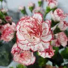 BIG GARDEN 58 semillas clavel Seattle alta germinación ideal jardines decoración elegante floristería macetas exteriores germinación rápida resultado profesional - Multicolor - Ver 7