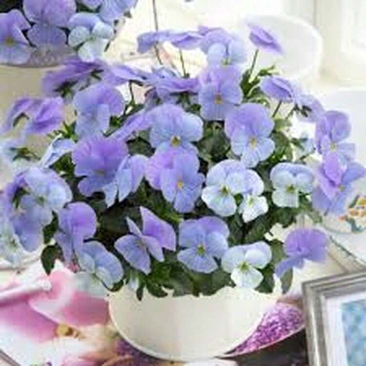 Flower Seeds - Multicolor - View 11