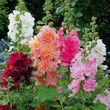 100 Semillas de Alcea Rosea Simple Blanca (Malva Real) - Planta Ornamental para Jardines y Decoración, Regalo Ideal para Día de la Madre, San Valentín y Aniversarios, Fácil de Cultivar para Principiantes - Multicolor - Ver 2