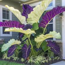 "100 Semillas de Taro Colorido @A5 - Para Jardinería, Manualidades y Regalos Educativos - Ideal para Niños y Principiantes en Plantación" - Multicolor - Ver 2