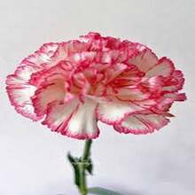 BIG GARDEN 58 semillas clavel Seattle alta germinación ideal jardines decoración elegante floristería macetas exteriores germinación rápida resultado profesional - Multicolor - Ver 6