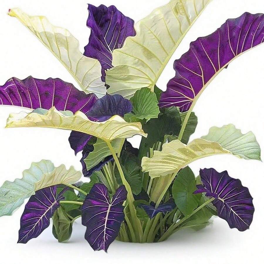 "100 Semillas de Taro Colorido @A5 - Para Jardinería, Manualidades y Regalos Educativos - Ideal para Niños y Principiantes en Plantación" - Multicolor - Ver 1