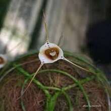 " BIG GARDEN Raras Semillas de Orquídea con Rostro: 100 Unidades de la Asombrosa Cara de Mono, para Jardineros Audaces " - Multicolor - Ver 6