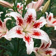 Live Plants - 100 piezas/semilla - Ver 1
