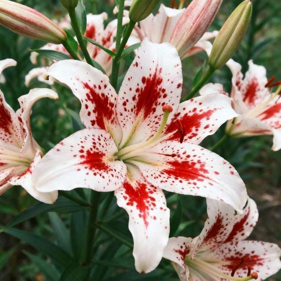 Live Plants - 100 piezas/semilla - Ver 1