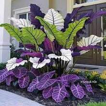 500 Semillas de Oreja de Elefante Púrpura Real (Variedad C1) - Hojas Aterciopeladas en Tonos Púrpura y Borgoña - Multicolor - Ver 5