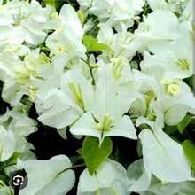 "Semillas de Buganvilla Blanca Nieve 100 unidades Ideal para Jardinería Decorativa y Regalos de Primavera de Fácil Cuidado y Floración Abundante  " - Multicolor - Ver 4