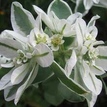 100 Semillas de Euphorbia Marginata - Regalo Perfecto para Amantes de Jardinería | Decoración de Hogar y Jardín, Regalo de Cumpleaños/Navidad | Fácil Cultivo, Resistente a Sequía, Follaje Llamativo | Ideal para Principiantes y Entusiastas de Plantas - Multicolor - Ver 4