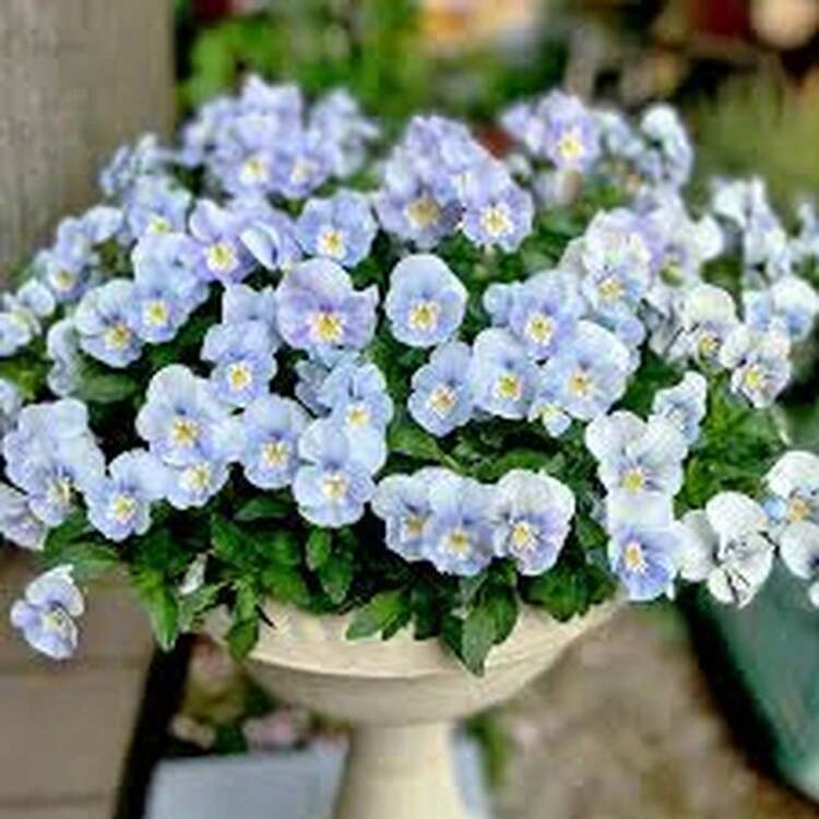 Flower Seeds - Multicolor - View 1