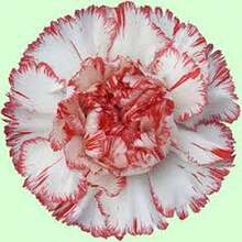 BIG GARDEN 58 semillas clavel Seattle alta germinación ideal jardines decoración elegante floristería macetas exteriores germinación rápida resultado profesional - Multicolor - Ver 10