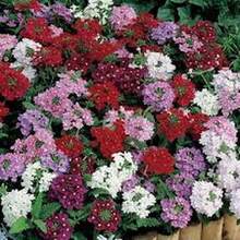 Semillas de Verbena Multicolor (100 uds) - Larga Temporada de Floración - Multicolor - Ver 6