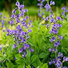 Semillas Glicina Azul 10uds - Jardín Vertical - Multicolor - Ver 10