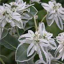 100 Semillas de Euphorbia Marginata - Regalo Perfecto para Amantes de Jardinería | Decoración de Hogar y Jardín, Regalo de Cumpleaños/Navidad | Fácil Cultivo, Resistente a Sequía, Follaje Llamativo | Ideal para Principiantes y Entusiastas de Plantas - Multicolor - Ver 11