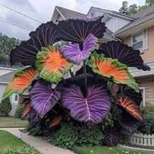 500 Semillas de Oreja de Elefante Púrpura Real (Variedad C1) - Hojas Aterciopeladas en Tonos Púrpura y Borgoña - Multicolor - Ver 8