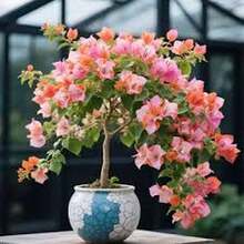 "Semillas de Buganvilla Loto 100 unidades Colores Vibrantes para Jardín y Exteriores Ideal para Decoración y Regalos de Primavera  " - Multicolor - Ver 3