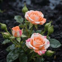 90pcs Rose Seeds Flower Seeds Courtyard Shady Area Seeds for Indoor Planting Mild Fragrance Expanded Leaves Suitable for Home Decoration Gardening Landscape