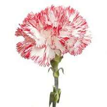 BIG GARDEN 58 semillas clavel Seattle alta germinación ideal jardines decoración elegante floristería macetas exteriores germinación rápida resultado profesional - Multicolor - Ver 8