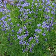 Semillas Glicina Azul 10uds - Jardín Vertical - Multicolor - Ver 11