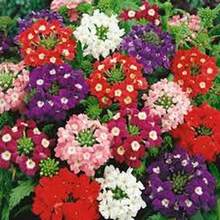 Semillas de Verbena Multicolor (100 uds) - Larga Temporada de Floración - Multicolor - Ver 3