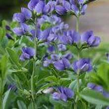 Semillas Glicina Azul 10uds - Jardín Vertical - Multicolor - Ver 9