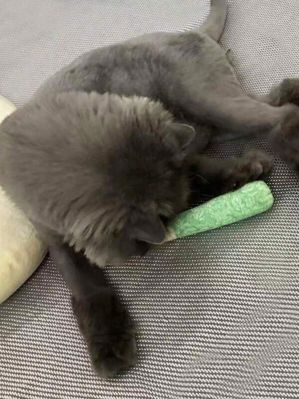 Interactive Cat Toys, Creative Toys, Plush Cat Chew Toys, Stuffed Cat Chewing Toys