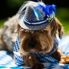 Hat Feathers 12 Pcs Natural Feathers Mixed Assorted Cowboy Hats Feathers Crafts Feathers For Men Hats Western Cowboy Hats Fedoras DIY Centerpieces Crafts Dream Catcher Decorations - Đầy màu sắc - Xem 6