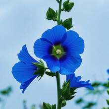 Lote de 1000 Cápsulas de Semillas de Flor Malvavisco Azul - Fácil Cultivo, Rápido Crecimiento - Ideal para Proyectos de Jardinería - Multicolor - Ver 2