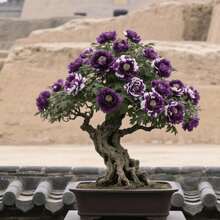 10pcs Peony Seeds Tree Seeds Window Sill Potted Seeds Planting in Sunny Window Sill Areas Spacious and Beautiful Flower Shape Brighten Window Sill Mini-Scape Atmosphere