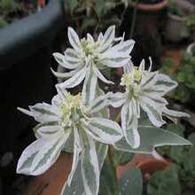 100 Semillas de Euphorbia Marginata - Regalo Perfecto para Amantes de Jardinería | Decoración de Hogar y Jardín, Regalo de Cumpleaños/Navidad | Fácil Cultivo, Resistente a Sequía, Follaje Llamativo | Ideal para Principiantes y Entusiastas de Plantas - Multicolor - Ver 8