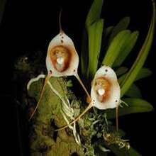 " BIG GARDEN Raras Semillas de Orquídea con Rostro: 100 Unidades de la Asombrosa Cara de Mono, para Jardineros Audaces " - Multicolor - Ver 9