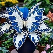 1000 Semillas de Gitanilla 'Mariposa C1' Azul y Blanco - Tonos Frescos con Pétalos Blancos y Toques Azulados - Multicolor - Ver 2