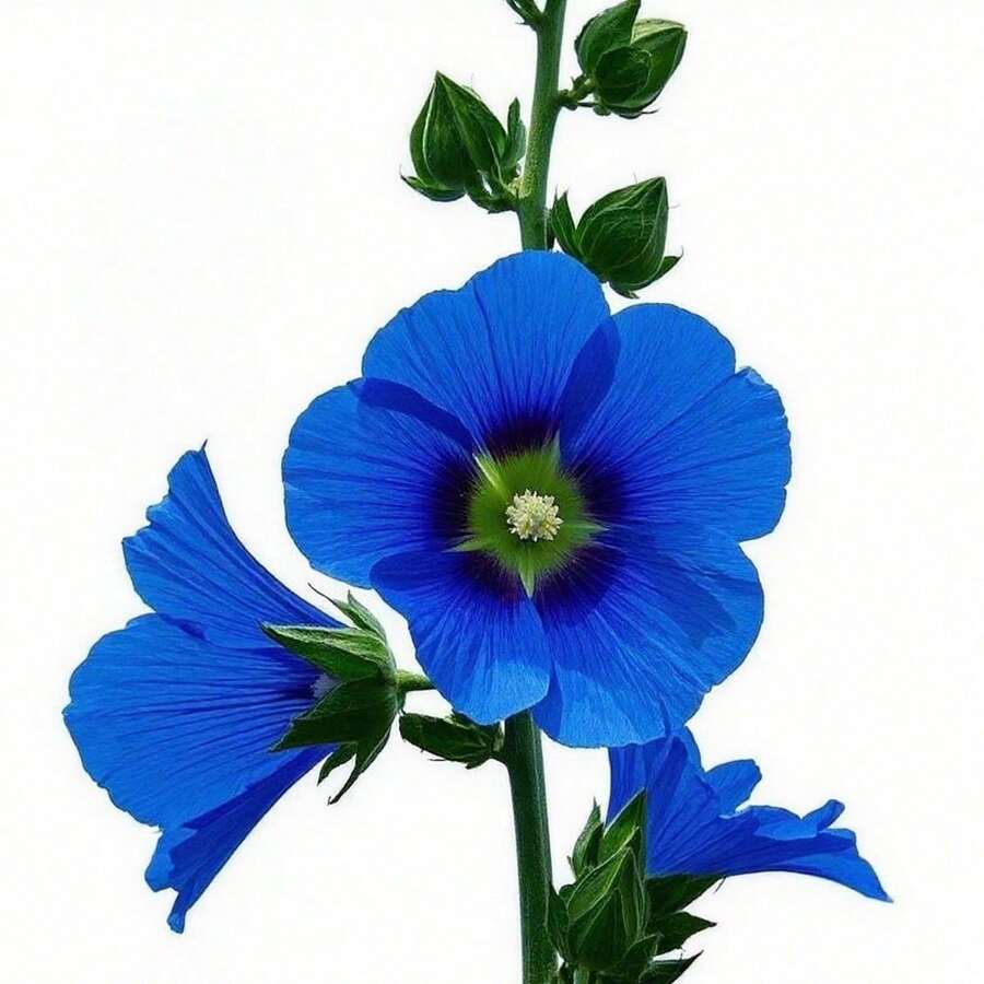 Lote de 1000 Cápsulas de Semillas de Flor Malvavisco Azul - Fácil Cultivo, Rápido Crecimiento - Ideal para Proyectos de Jardinería - Multicolor - Ver 1