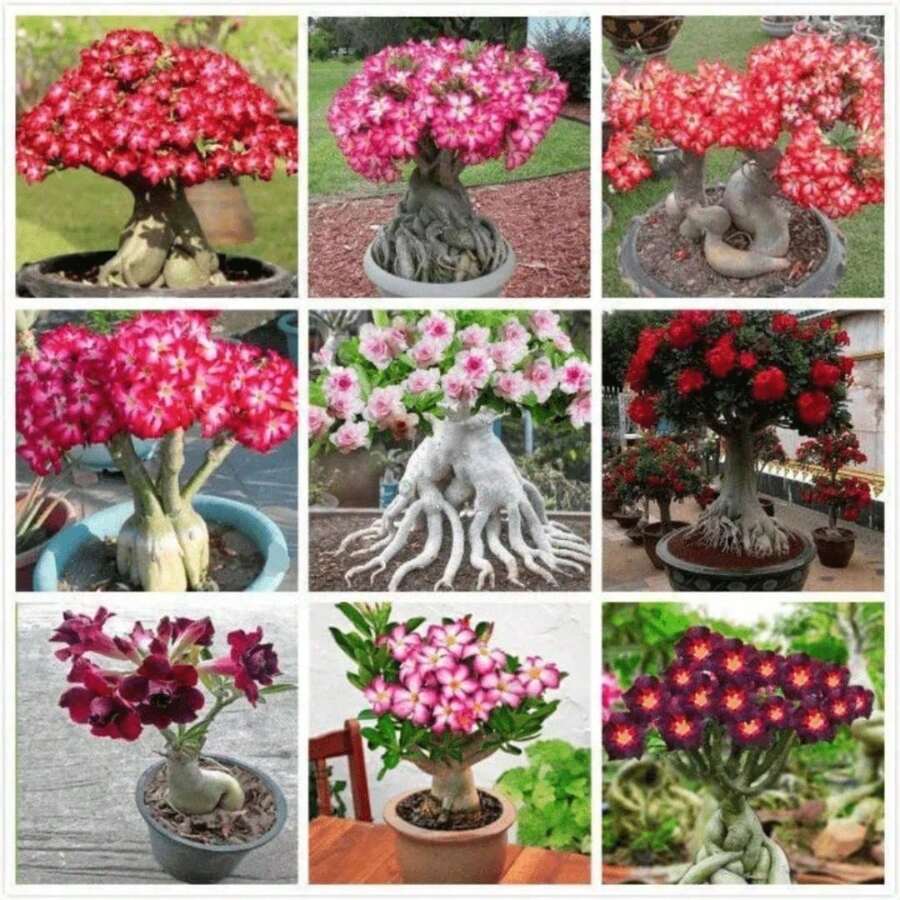 Bonsai - 100粒/粒種子 - 查看 1