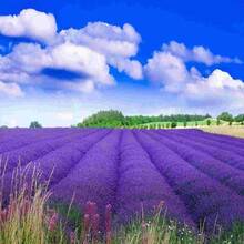 For Garden Planting Straight Stems 100 Pcs Lavender Shrub Seeds Aromatic Flower Seeds Rich Landscape Layers When Blooming