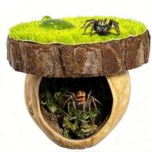 Cachette d'araignée sauteuse, habitat magnétique de cachette d'araignée sauteuse, plateforme d'escalade pour araignée, accessoire de clôture d'araignée fait main à partir de matériaux naturels